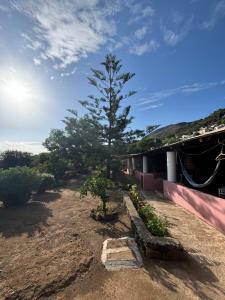 a tree sitting in a yard next to a building at Villa La Rosa in Filicudi