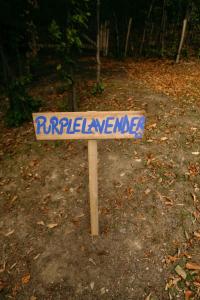 Imagine din galeria proprietății PurpleVague în Bădeni