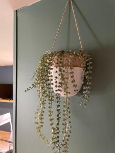 a bunch of plants in a pot hanging on a wall at Lilas, Dahlia, Palme Bleue in Saint-Aignan +40 photos