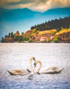 two swans are making a heart gesture in the water at Apartments Stela Rosa Ohrid in Ohrid