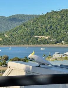 un uccello bianco seduto su un tetto di Ocean View Pools and WIFI ad Airlie Beach
