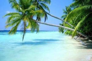 Lujoso junto a la 5th avenida 306 في بلايا ديل كارمن: نخلتان على شاطئ به ماء أزرق +12 صورة