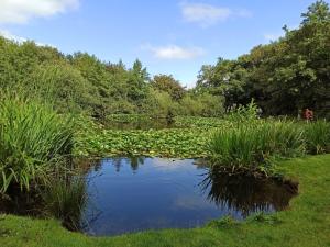 a pond in the middle of a field with plants at Kiek mol wedder in in Borkum