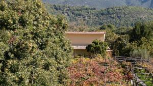 a building in the middle of a forest of trees at Casa Giordano in Tramonti
