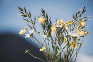 Fotografie z fotogalerie ubytování Alpenrose v destinaci Ramsau im Zillertal