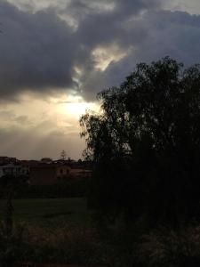a tree in a field under a cloudy sky at San vito 9 in Agrigento