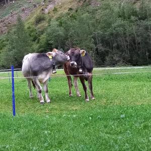 Živali poleg apartmaja oz. v okolici