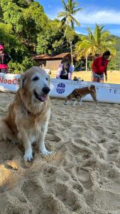 Pet ou pets ficando com hóspedes em Pousada Canto do Mar Ilha Grande