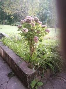 Taman di luar Casa vacanze le ortensie