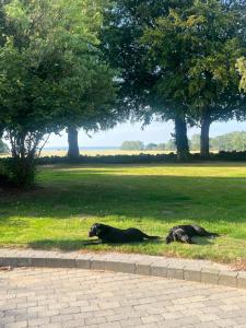 Ospiti di Værelse ved Nykøbing F. con animali domestici