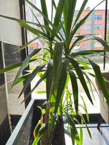 Fotografie z fotogalerie ubytování Renaissance Apart Hotel v destinaci Trabzon