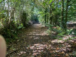 卡舍尔The Cottage Greenacre House, Carrow, Dualla, Cashel, County Tipperary E25T672的一条有树木的土路,在上面留下