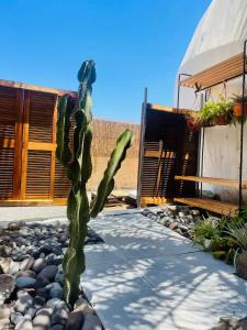 Gallery image of Casa Caracol - Finca Oaxaca in Agaete