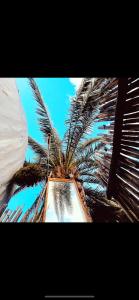 Gallery image of Casa Caracol - Finca Oaxaca in Agaete
