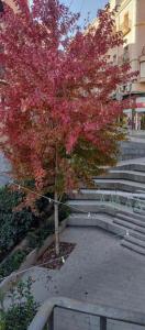 a tree with pink leaves next to some stairs at Antic Manresa Nou in Manresa +4 photos