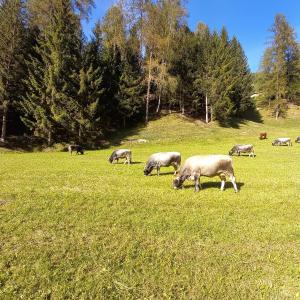 Živali poleg apartmaja oz. v okolici