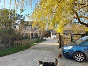 Un perro paseando en la entrada de una casa junto a un coche en Gîte Ty Laouen Clohars-Carnoët, en Clohars-Carnoët 15 fotos más