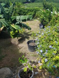 圣安尼Studio avec piscine, à 3 minutes à pied des plages的花园里盆栽的植物群