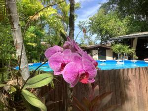 a purple flower on a fence next to a swimming pool at Bamboe in Meerzorg