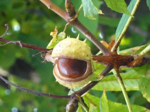 Billede fra billedgalleriet på B&B The Old Chestnut Tree i Silkeborg