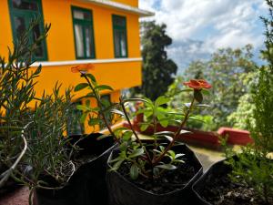 Zahrada ubytování Asraya Homestay