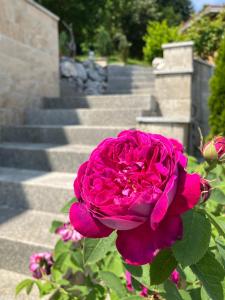 a pink rose in front of some stairs at Moderne Ferienwohnung am Wald in Siegsdorf +2 photos