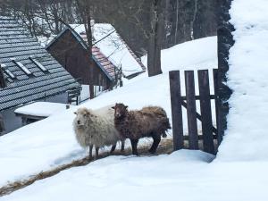 Zvieratá v dovolenkovom dome alebo blízkom okolí