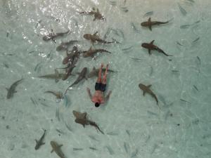 a man swimming in the water with a group of sharks at Tamaku homestay in Minyaifuin +116 photos