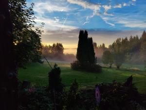 a misty field with trees in the middle of a field at Altes Forsthaus Bodenmais in Bodenmais