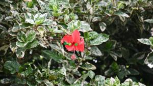 Zahrada ubytování O Logis du Morne Jacob "COCO", Le Morne-Rouge Martinique