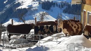 un grupo de vacas de pie en la nieve en Almhütte Brandgut, en Mühlbach am Hochkönig