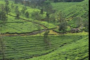 Příroda nedaleko apartmánu