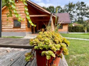 Zahrada ubytování ADORA River Retreat