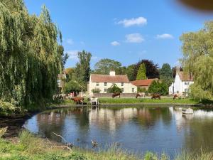 a group of cows standing around a pond in a village at Little Syke in Nun Monkton