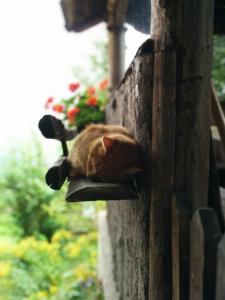 Fotografie z fotogalerie ubytování Unterbrunnerhof v destinaci Lana