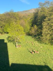 due cervi al pascolo in un campo con alberi di Casa del Bosque a Béjar Altre 2 foto