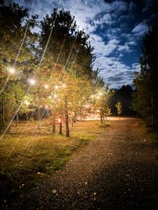 a tree with lights in a park at night at Sosnowy zakątek in Kazimierz Dolny +29 photos