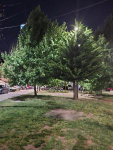 a couple of trees in a park at night at 1 habitación comoda in Santiago