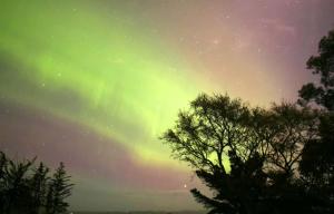 an aurora in the sky with a tree in the foreground at Tranquility Tiny House by Tiny Away in Owaka