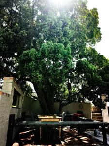 a large tree in front of a building with a fence at Capelands Resort, Italian Restaurant & Winery in Cape Town