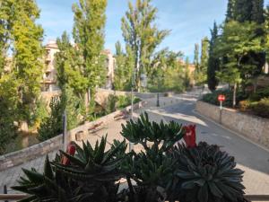 a bunch of succulent plants on a street at ALOJAMIENTO MIRABUENOS in Aranda de Duero