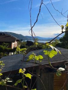 a roof of a house with green leaves on it at Love Maggiore in Baveno