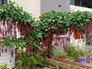 a garden with red flowers hanging from a fence at Dolphin Luxury villas in Yercaud