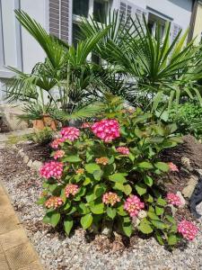Tiny studio 1 near Uni & Hospital外面的花园