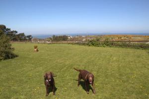 Foto dalla galleria di The Little Haven On The Cliff a Howth