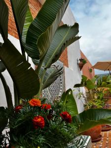 a bunch of flowers in a pot with plants at Casa Indigo in Rabat