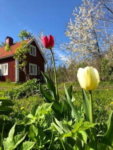 two roses in a field in front of a house at Awesome Home In Motala With Wifi And 0 Bedrooms in Motala