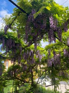A garden outside Casa Martello