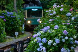 a green train traveling down tracks with purple flowers at KAMAKURA Hotel in Kamakura +76 photos