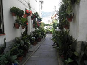 Zahrada ubytování Hotel Juan Francisco
